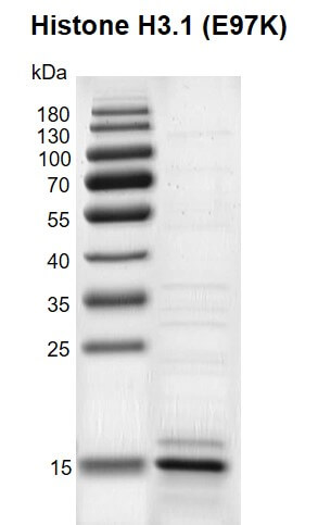 Recombinant Histone H3.1 (E97K) gel