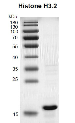 Recombinant Histone H3.2 gel