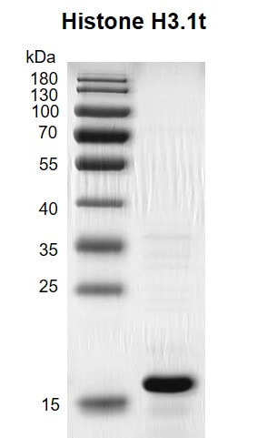 Recombinant Histone H3.1t gel