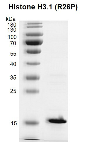 Recombinant Histone H3.1 (R26P) protein gel