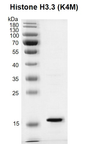 Recombinant Histone H3.3 (K4M) protein gel