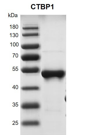 Recombinant CTBP1 protein