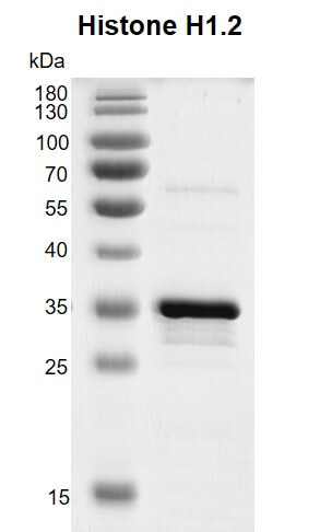 Recombinant Histone H1.2 protein gel