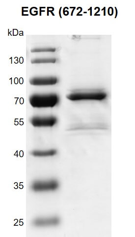 Recombinant EGFR (672-1210) protein gel