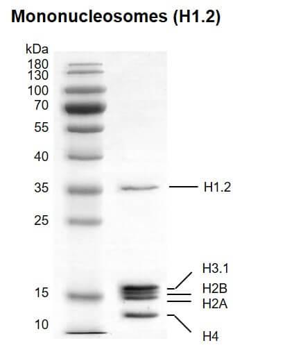 Recombinant Mononucleosomes (H1.2) protein gel