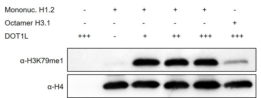 Western blot assay for Recombinant Mononucleosomes(H1.2)