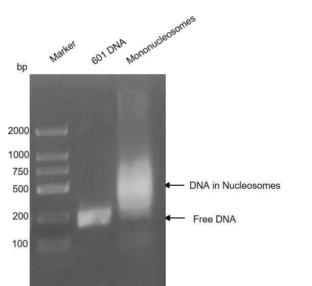 Recombinant Mononucleosomes (H1.2) - biotiny DNA gel