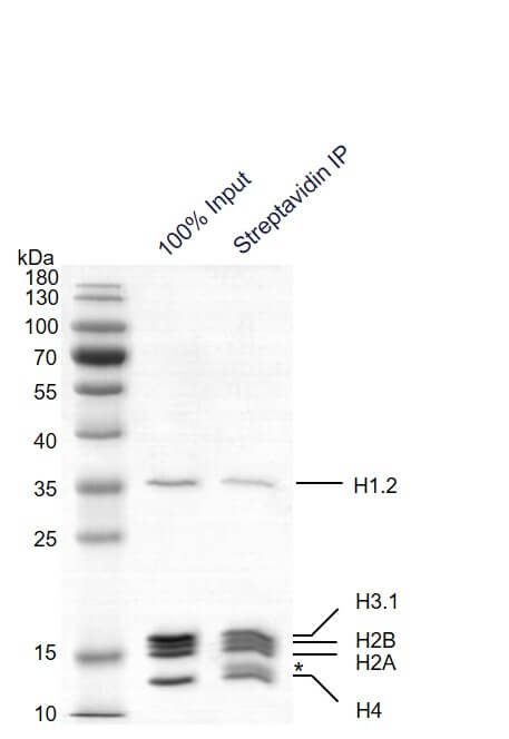 Streptavidin pull down assay for Recombinant Mononucleosomes
(H1.2) - biotin