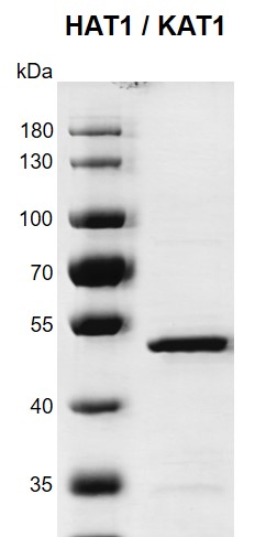 Recombinant KAT1 / HAT1 protein gel