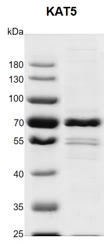 Recombinant KAT5 protein gel