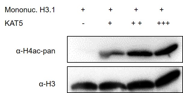 Western blot for Recombinant KAT5 protein activity