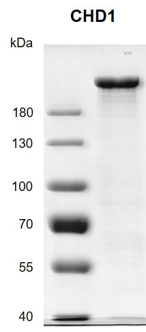 Recombinant CHD1 protein gel