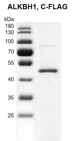 Recombinant ALKBH1 FLAG-Tag  protein gel