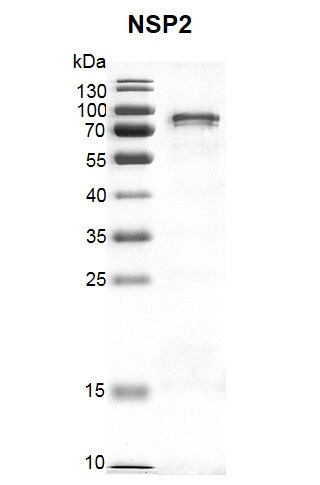 Recombinant SARS-CoV-2 NSP2 protein gel