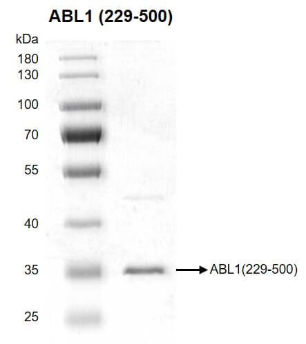 Recombinant ABL1 (229-500) protein gel