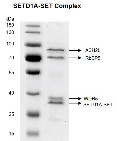 Recombinant SETD1A-SET Complex