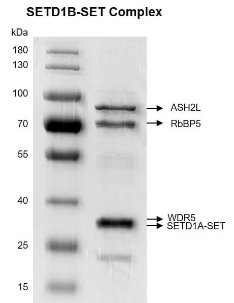 Recombinant SETD1B-SET Complex