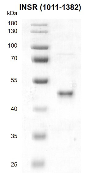 Recombinant INSR (1011-1382) protein gel