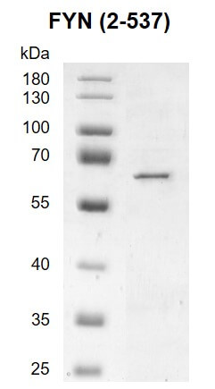 Recombinant FYN (2-537) protein