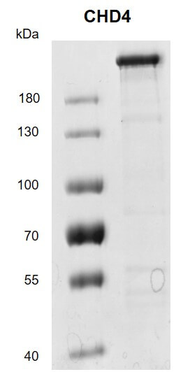 >Recombinant CHD4 protein