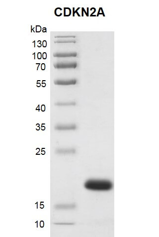 Recombinant CDKN2A protein