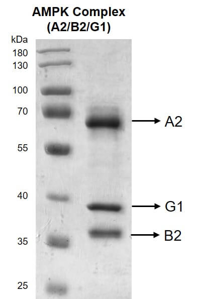 Recombinant AMPK Complex (A2+B2+G1) protein
