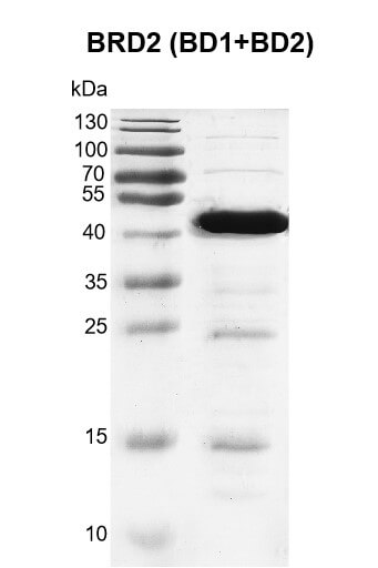 Recombinant BRD2 (BD1+BD2) protein
