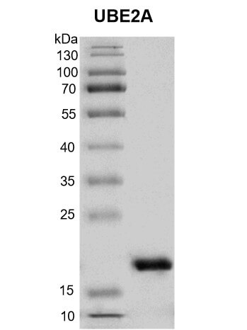 Recombinant UBE2A protein