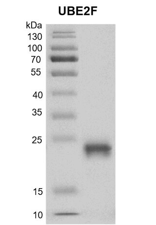 Recombinant UBE2F protein