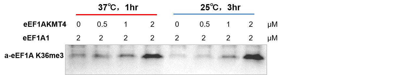 Activity assay for eEF1AKMT4 protein activity
