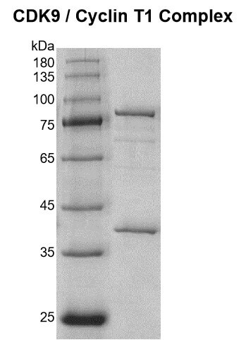 Recombinant CDK9 / CyclinT1 protein Coomassie gel