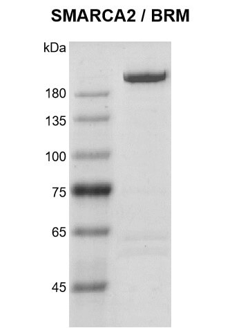 Recombinant SMARCA2 / BRM protein