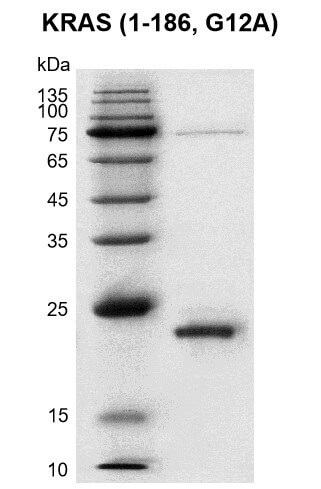 Recombinant KRAS (1-186) Coomassie gel