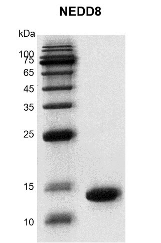 Recombinant NEDD8 protein Coomassie gel