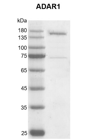 Recombinant ADAR1 protein gel.