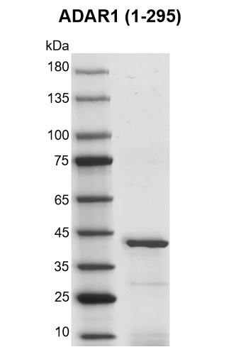 Recombinant ADAR1 (1-295) protein Coomassie gel