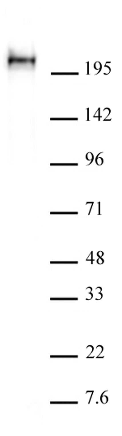 AbFlex<sup>&reg;</sup> RNA pol II CTD phospho Ser5 antibody (rAb) tested by Western blot.