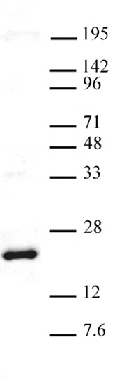 AbFlex<sup>&reg;</sup> Histone H3K27me3 antibody (rAb) tested by Western blot.