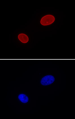 AbFlex<sup>&reg;</sup> Lamin A/C antibody (rAb) tested by immunofluorescence.