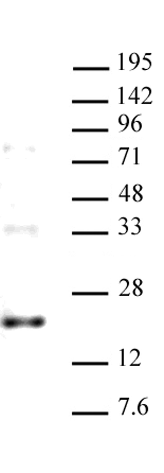 AbFlex<sup>&reg;</sup> Histone H3.3 (rAb) tested by Western Blot.