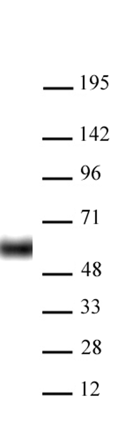 AbFlex<sup>&reg;</sup> HDAC2 antibody (rAb) tested by Western blot.
