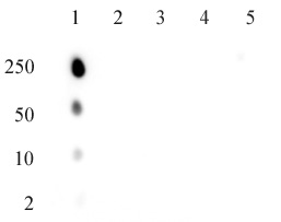 AbFlex<sup>&reg;</sup> ATM phospho Ser1981 antibody (rAb) tested by dot blot analysis.