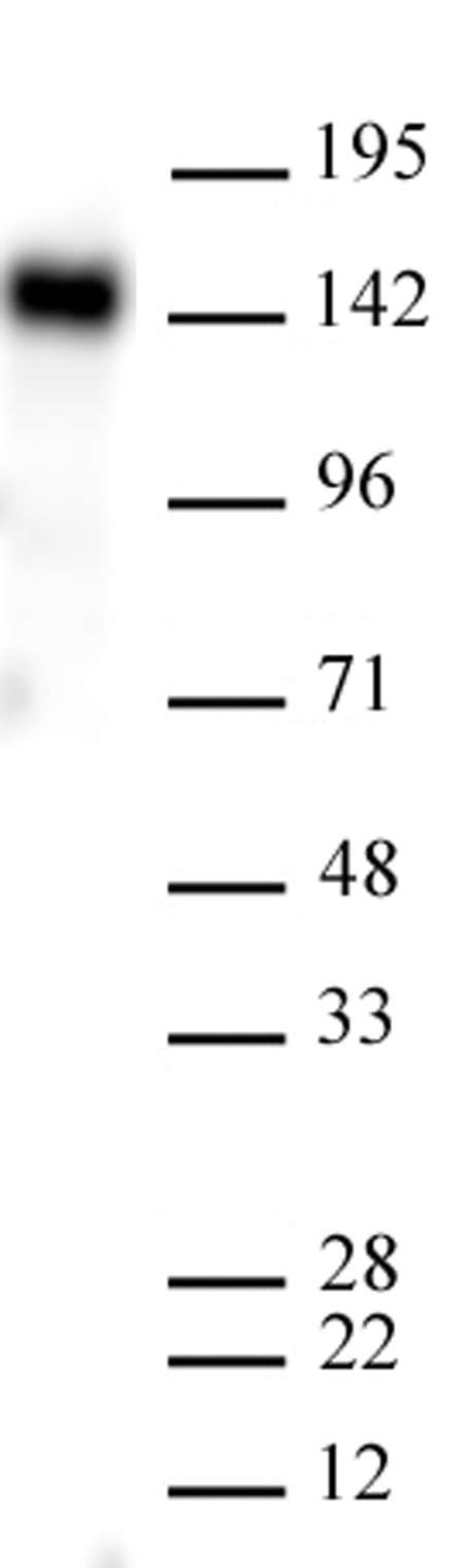 AbFlex<sup>&reg;</sup> EHMT2 (G9a) antibody (rAb) tested by Western blot.