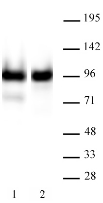 AbFlex<sup>&reg;</sup> Nucleolin antibody (rAb) tested by Western blot.