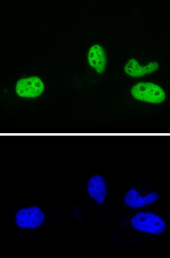 AbFlex<sup>®</sup> Rad21 antibody (rAb) tested by immunofluorescence.