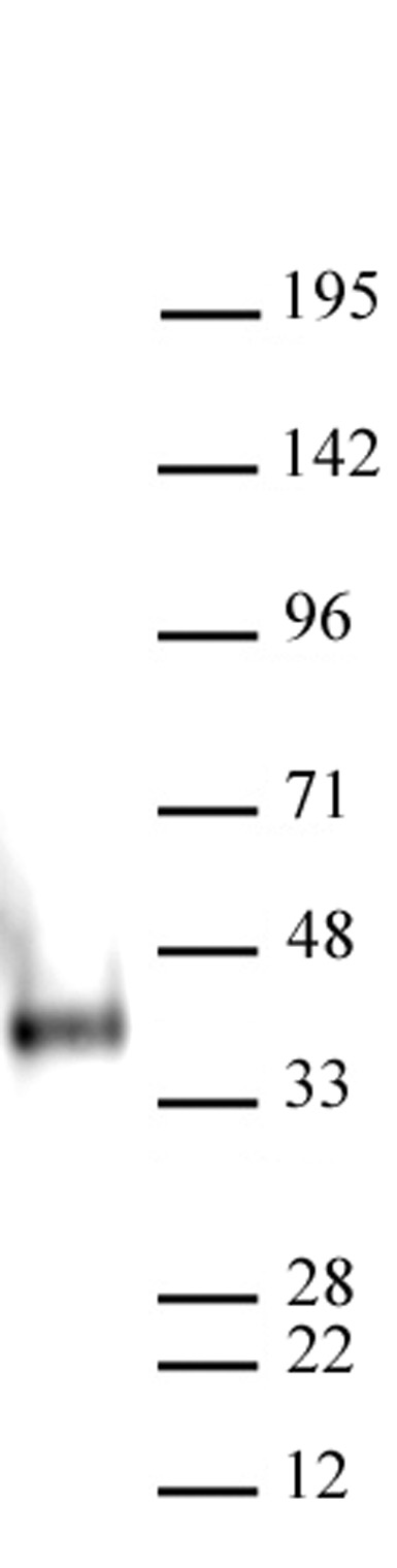 AbFlex<sup>&reg;</sup> Nanog antibody (rAb) tested by Western blot.