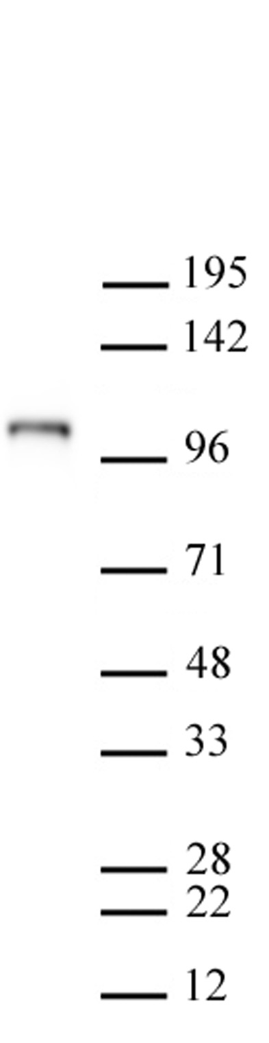 AbFlex<sup>&reg;</sup> Mili / PiwiL2 antibody (rAb) tested by Western blot.