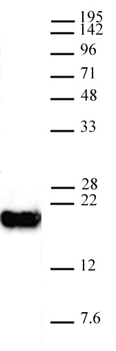 AbFlex<sup>&reg;</sup> Histone H3K4me0 antibody (rAb, mouse) tested by Western blot.