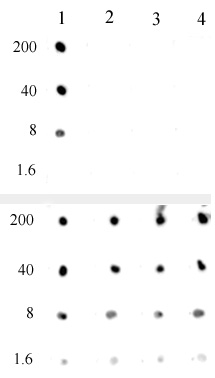 AbFlex<sup>&reg;</sup> Histone H3K4me0 antibody (rAb, mouse) tested by dot blot analysis.