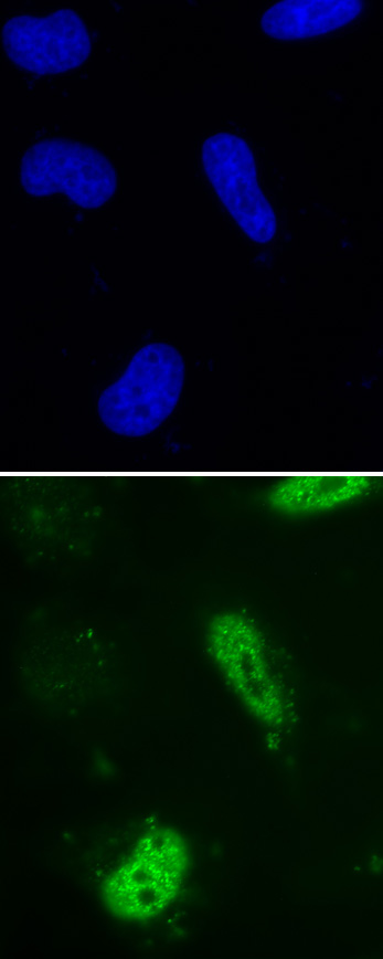 AbFlex<sup>&reg;</sup> BrdU antibody (rAb) tested by immunofluorescence.